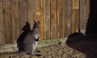 Thông tin mới nhất về 2 cá thể chuột túi tại Lào Cai