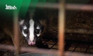 Giải cứu 230 cá thể cầy vòi mốc quý hiếm 