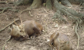 Loài Hươu mất tích 25 năm ở Việt Nam