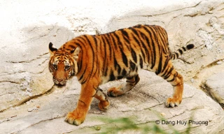 Suốt 26 năm chưa tìm thấy dấu vết loài Hổ ngoài tự nhiên tại Việt Nam