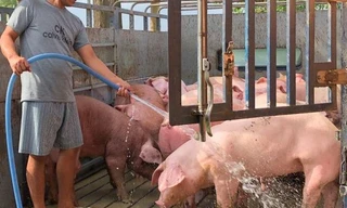 Bình Phước xuất hiện 6 ổ dịch, Chủ tịch tỉnh ra công văn hỏa tốc 