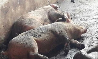 Bình Dương xuất hiện ổ dịch làm heo chết hàng loạt