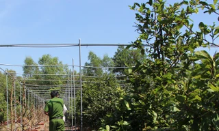 Hơn 220 gốc mai chưa kịp bán tết đã bị kẻ gian chặt phá