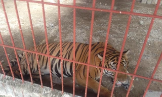 Vụ hổ cắn lìa tay người: Hổ nguồn gốc bất minh, người nuôi không có ý bảo tồn