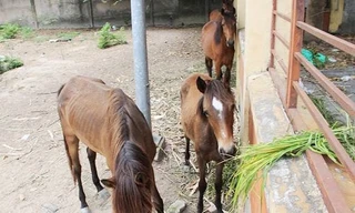 Thanh lý đàn 5 con ngựa hoang 'dạo phố' 