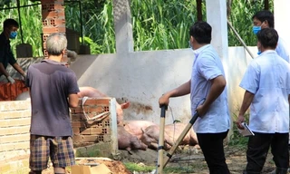 Dịch tả heo châu Phi tấn công, Bình Dương ra thông báo khẩn