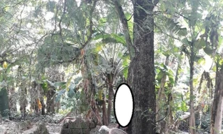 Phát hiện người đàn ông treo lơ lửng trên cây me