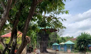 Thông tin mới nhất vụ hổ ăn mất 2 tay người đàn ông ở Bình Dương