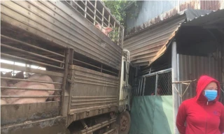 Xe chở 50 con heo tông vào nhà dân khiến quốc lộ 13 kẹt cứng 2km