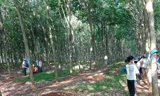 Phát hiện người đàn ông chết treo cổ trên cây cao su