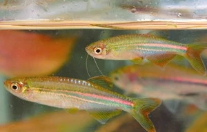 Phát hiện 12 loài cá nước ngọt mới ở Việt Nam