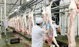 Giá lợn hơi giảm kỷ lục, Phó Thủ tướng yêu cầu làm rõ chi phí từng khâu