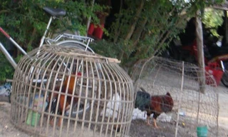 Sới gà ở biên giới: Dân chơi “chết” vì những độc chiêu