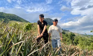 Xã vùng đang cao vươn mình thoát nghèo từ cây dứa