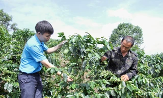 Xã người Mông làm kinh tế từ hạt nâu đất đỏ