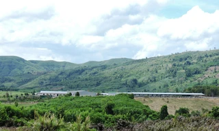 Dự án nuôi bò của Cty Sao Đỏ đạt hiệu quả thấp, dân khiếu kiện kéo dài