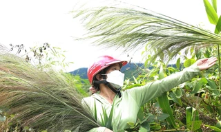 Người dân Đắk Lắk hái 'lộc trời' trên đỉnh Chư Yang Sin