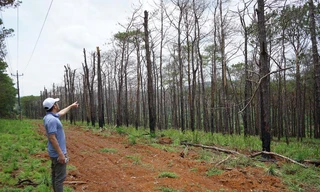 Rừng thông dọc quốc lộ 14, đoạn qua huyện Đắk Song bị đầu độc chết hàng loạt