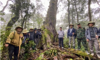Vụ rừng cấm bỗng dưng bị phá: Những câu hỏi cần làm rõ
