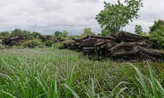 Vụ hơn 1.000m3 gỗ công sản mục nát ở Đắk Lắk: Ủy ban Kiểm tra vào cuộc