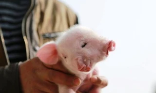 Lợn 2 đầu, 3 mắt chào đời ở Trung Quốc
