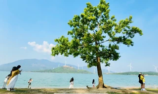 Đến Quảng Trị, chữa lành tâm hồn bên… 'cây cô đơn' 