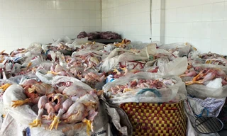 Gần 2 tấn gà thối suýt lên bàn nhậu