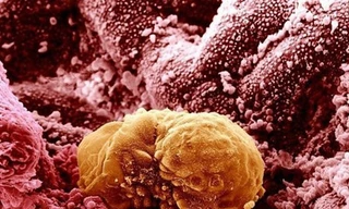 Những hình ảnh cực thú vị về cơ thể con người