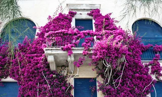 Ban công nở đầy hoa