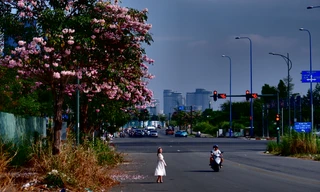 Hoa kèn hồng nở rực trên nhiều tuyến đường ở TPHCM, hút người dân 'check-in'