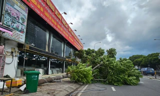 Cây cao 10m bật gốc, cần cẩu ngã đè ô tô ở TPHCM, nhiều người may mắn thoát nạn