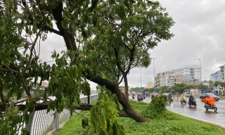 Trời TPHCM xám xịt, mưa dông làm cây xanh bật gốc