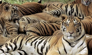 Ít nhất 10 con hổ đã bị giết để mua vui cho quan chức và doanh nhân giàu có ở Trung Quốc