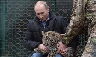 Tổng thống Nga Vladimir Putin chơi đùa cùng báo hoang