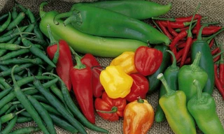 Nhét ớt vào ‘chỗ hiểm’ của bé gái giúp việc