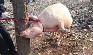 Con lợn cắn chết bé Wei. 