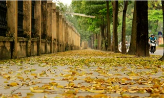 Lá vàng rụng phủ những con phố nội đô. 
