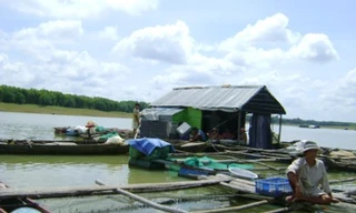 Bè cá trên sông. Ảnh minh họa