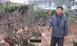 Ông Lê Hàm bên gốc cây đào thất thốn cho thuê 100 triệu đồng