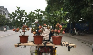 Cảnh giác với chiêu trò dùng keo dán 'trồng' bonsai trĩu quả cận Tết