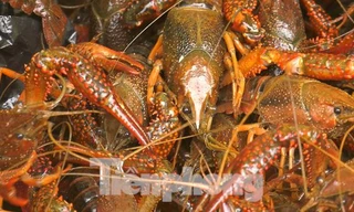 1 tấn tôm hùm đất 'đổ bộ' vào Việt Nam bị phát hiện