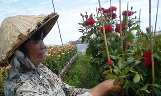 Hoa hồng Sa Đéc hút hàng