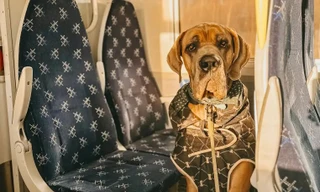 Chi 100 ngàn USD thuê máy bay chở thú cưng đi du lịch vòng quanh thế giới 