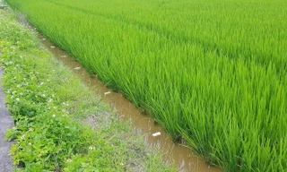 Bẫy chuột bằng điện, hai người thương vong ở Long An