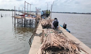 Vụ tự ý bao chiếm đất rừng phòng hộ nuôi sò huyết: Buộc trả lại hiện trạng ban đầu