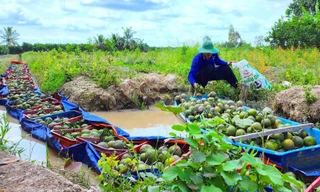 Thu hoạch cam sành ở Vĩnh Long 