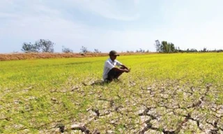 Hơn 10.000 ha cây trồng nguy cơ gặp hạn hán, thiếu nước