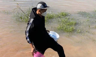 Người dân kiếm tiền triệu mỗi ngày nhờ 'lộc trời ban' 