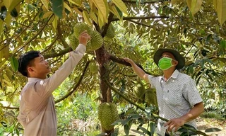 Thu hoạch, vận chuyển sầu riêng ở ĐBSCL. ẢNH: CK