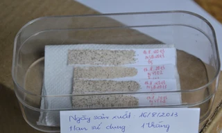 Sử dụng ong mắt đỏ phòng trừ sâu hại